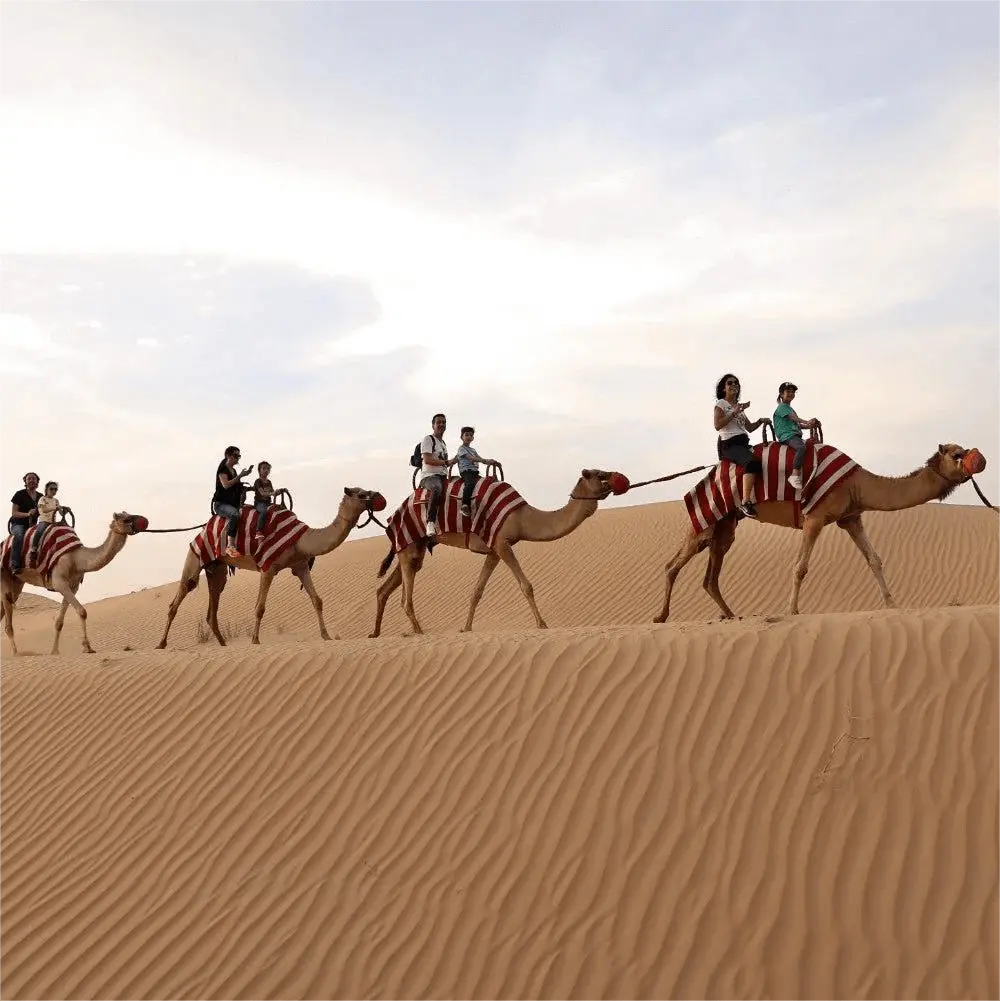 camel-ride-desert-safari-dubai