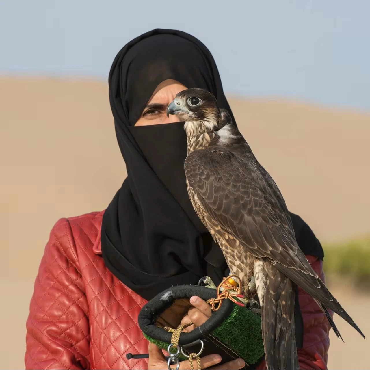 morning-safari-falcon-photography