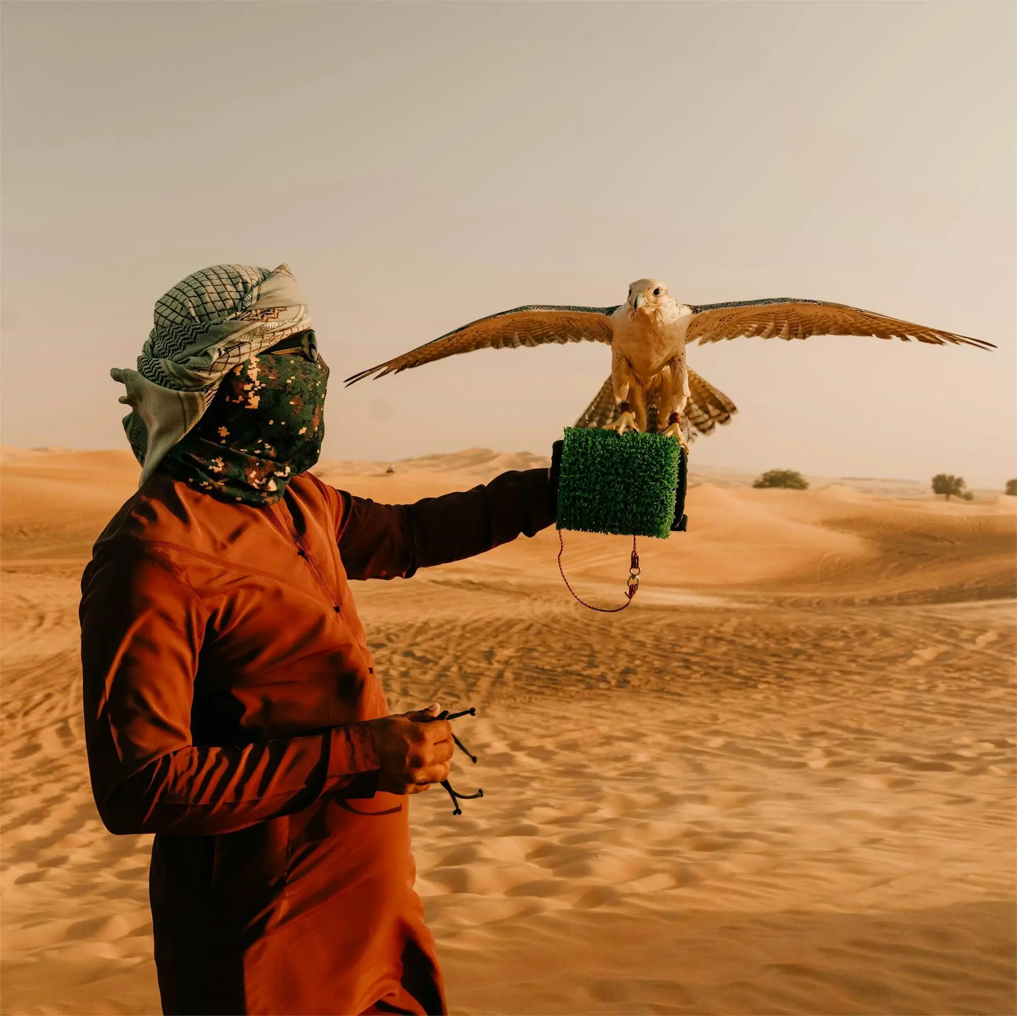 morning-safari-falcon-photography